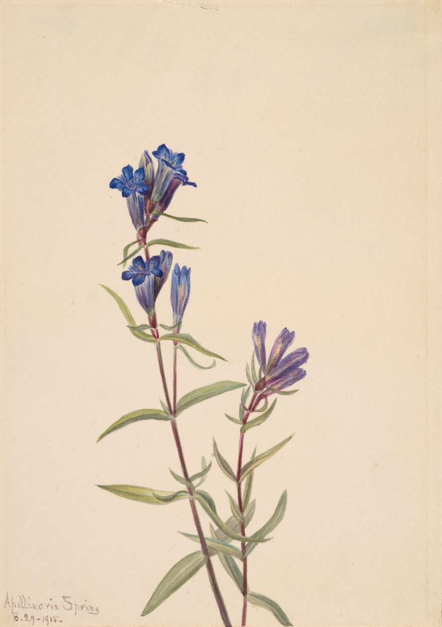 Gentian Gentiana affinis, 1915. av Mary Vaux Walcott