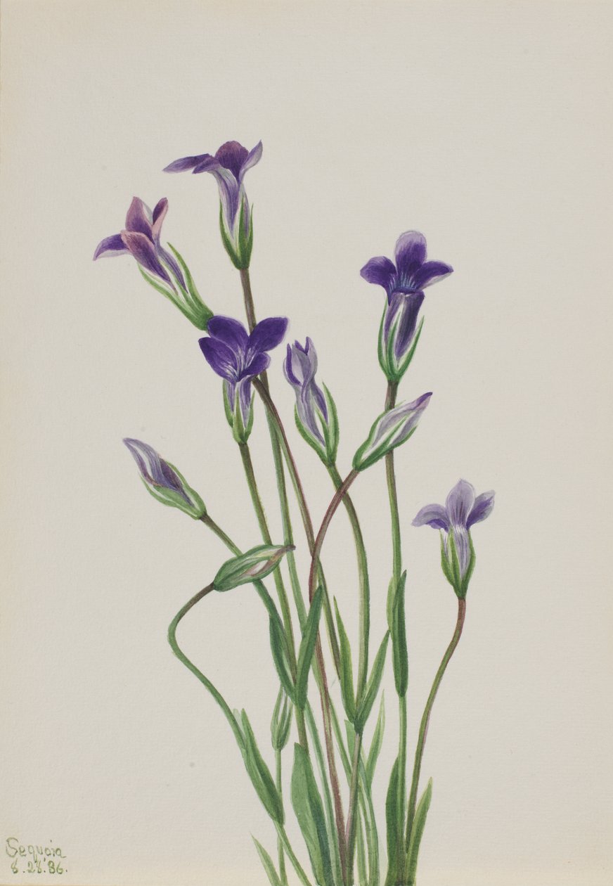 Gentian Gentiana holopetala, 1936. av Mary Vaux Walcott