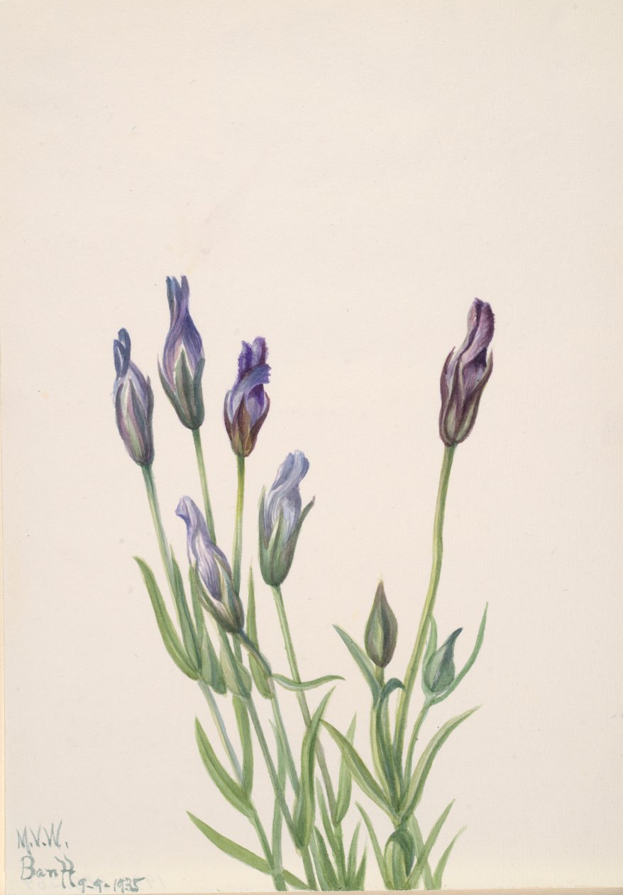 Gentian Gentiana macounii, 1935. av Mary Vaux Walcott