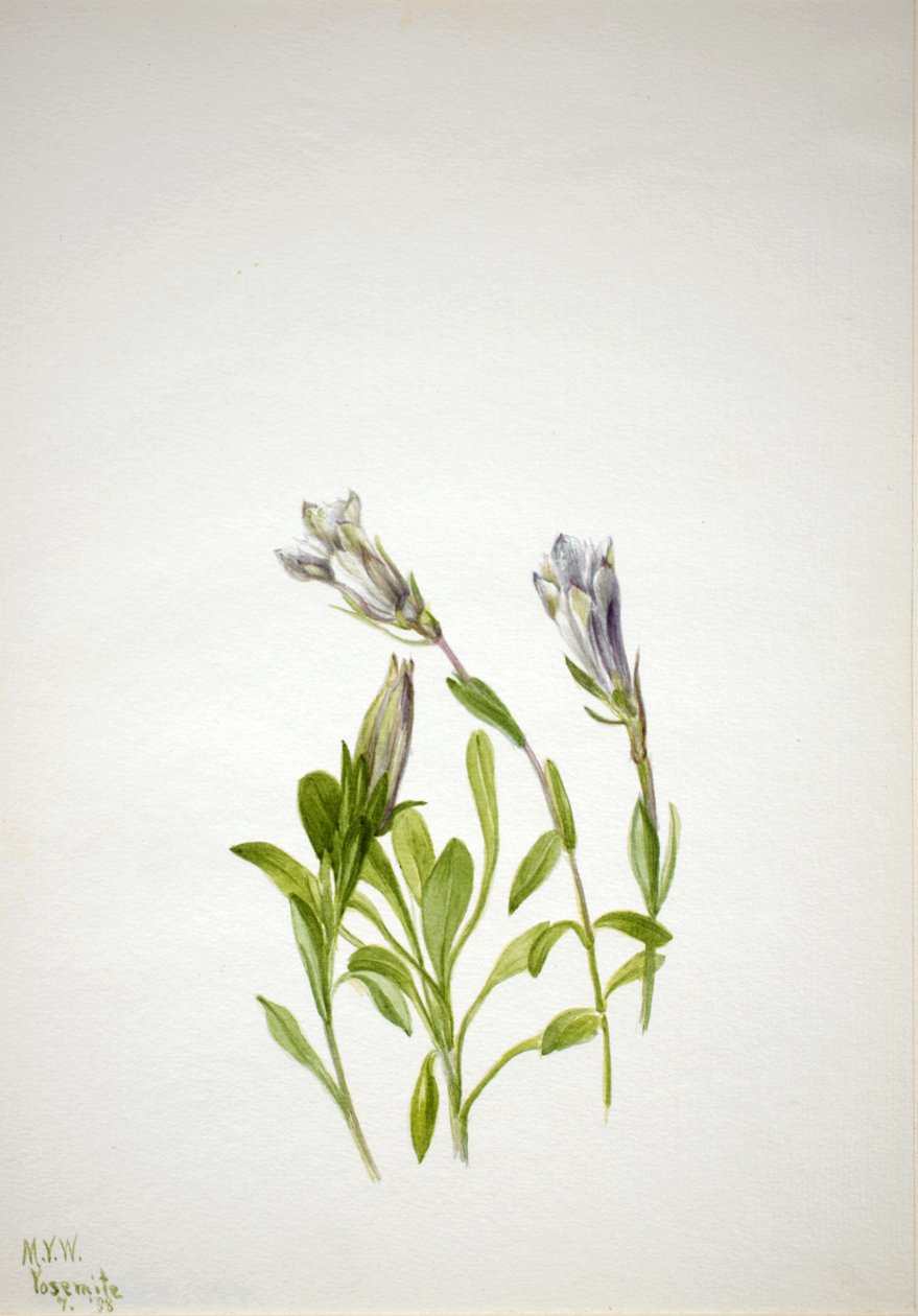 Gentian Gentiana newberry, 1938. av Mary Vaux Walcott