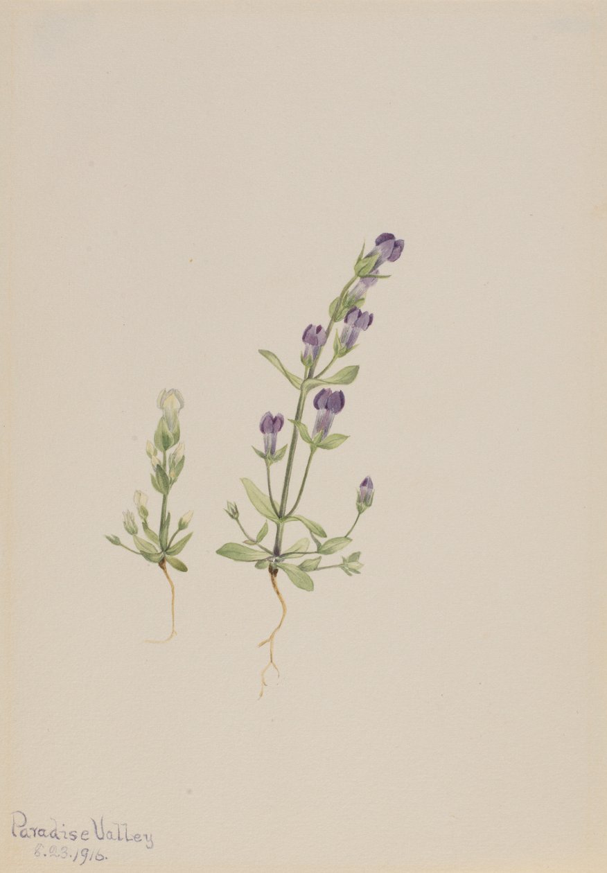  av Mary Vaux Walcott