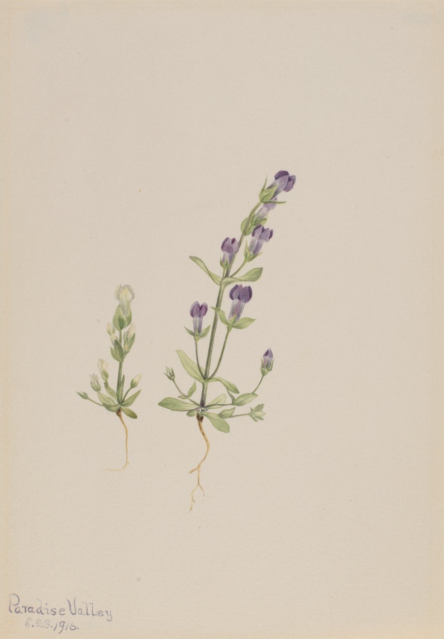 Gentiana propingua, 1916. av Mary Vaux Walcott