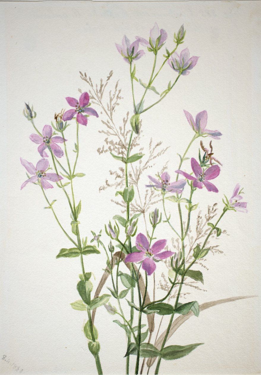  av Mary Vaux Walcott
