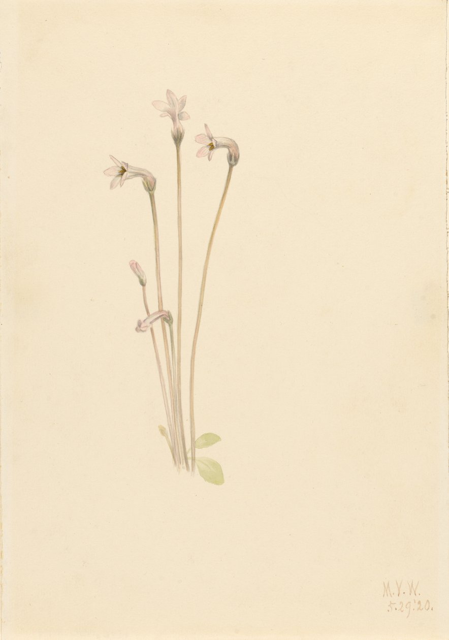  av Mary Vaux Walcott