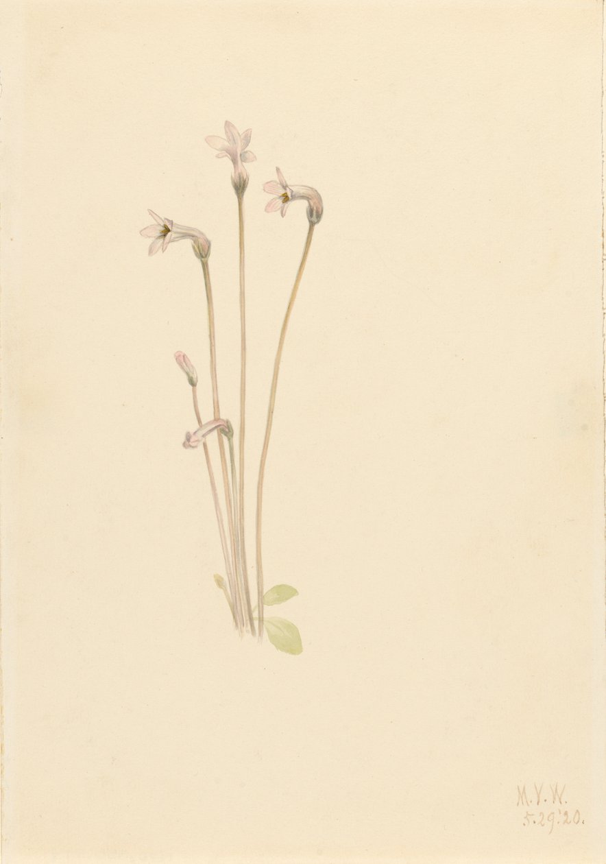 Ghostpipe Thalesia uniflora, 1920. av Mary Vaux Walcott