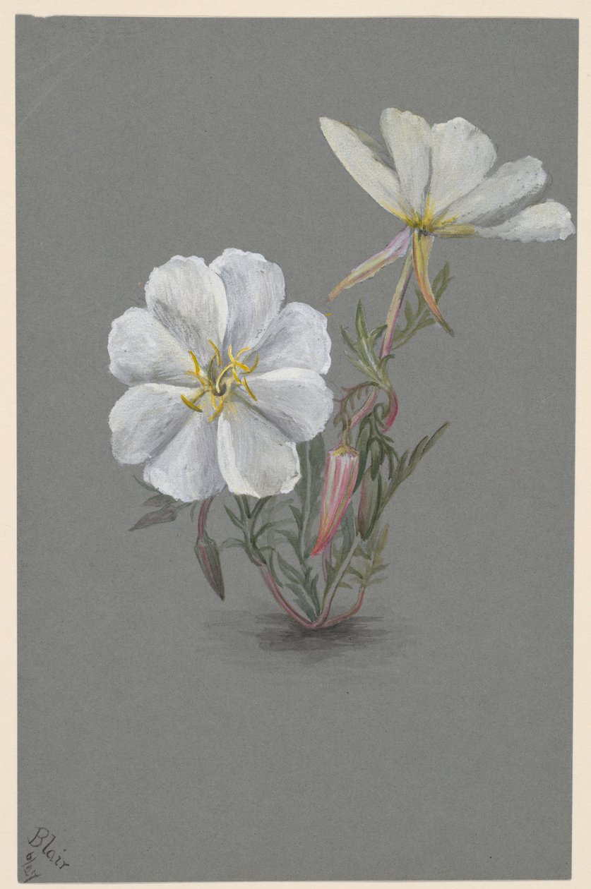  av Mary Vaux Walcott