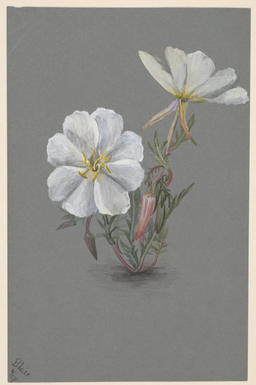 Kjempe Helleborine Epipactis gigantea, ca. 1880. av Mary Vaux Walcott