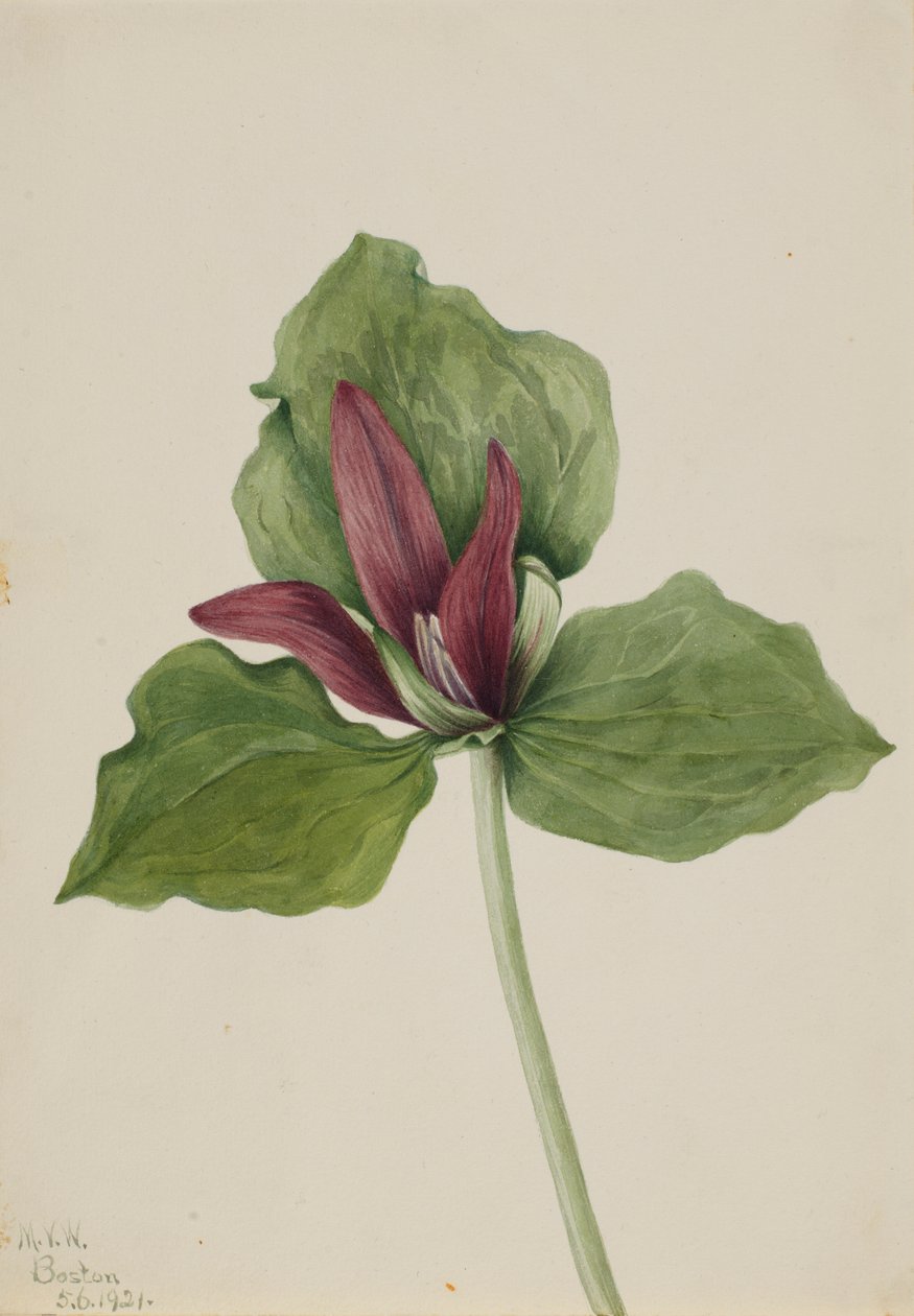  av Mary Vaux Walcott