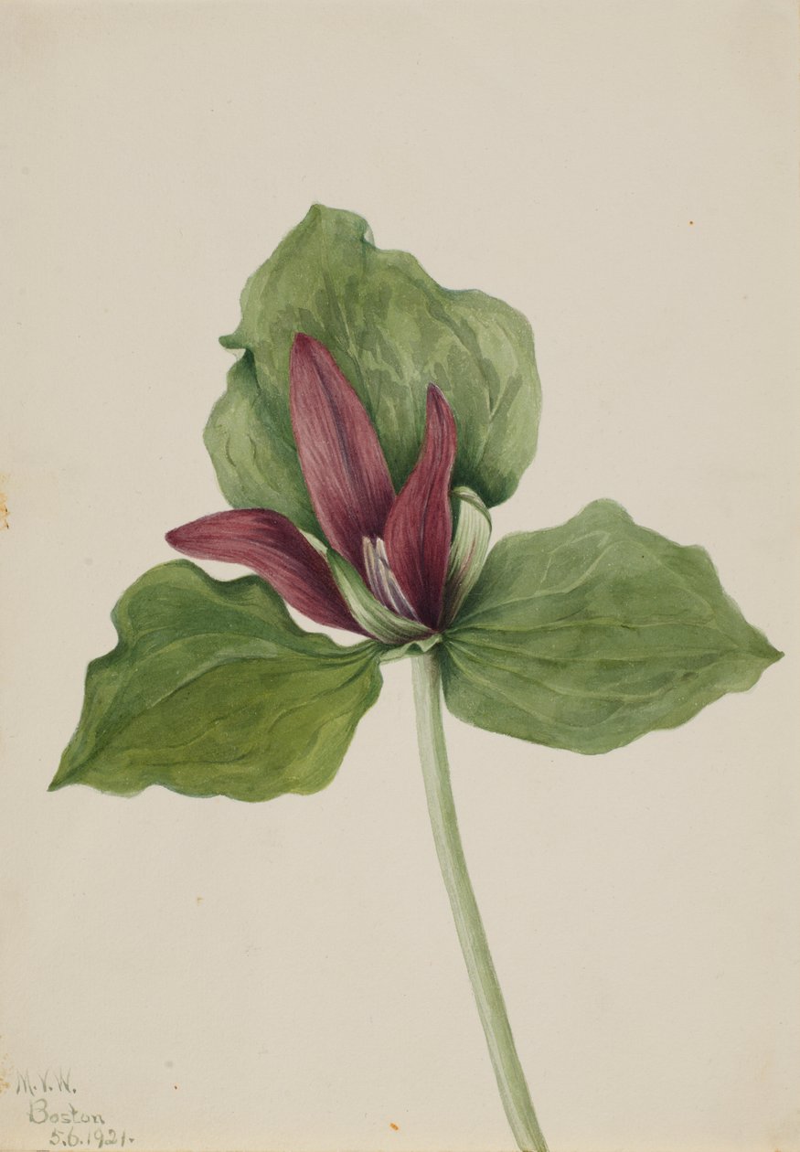 Kjempe Trillium Trillium chloropetalum, 1921. av Mary Vaux Walcott