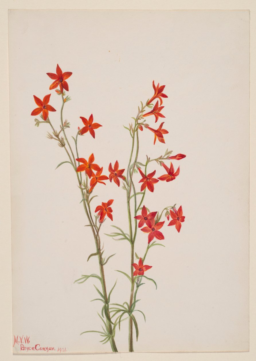  av Mary Vaux Walcott