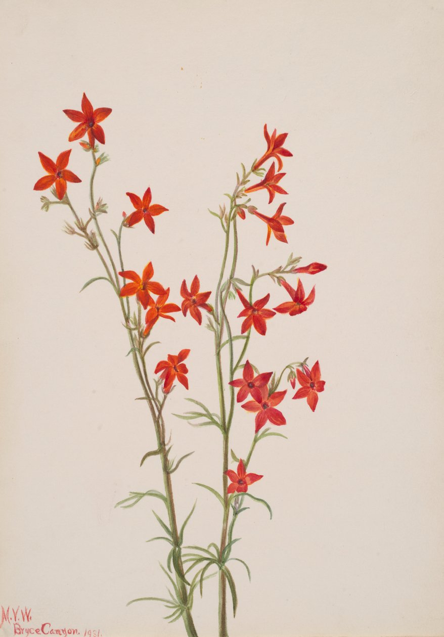 Gilia arizonica, 1931. av Mary Vaux Walcott