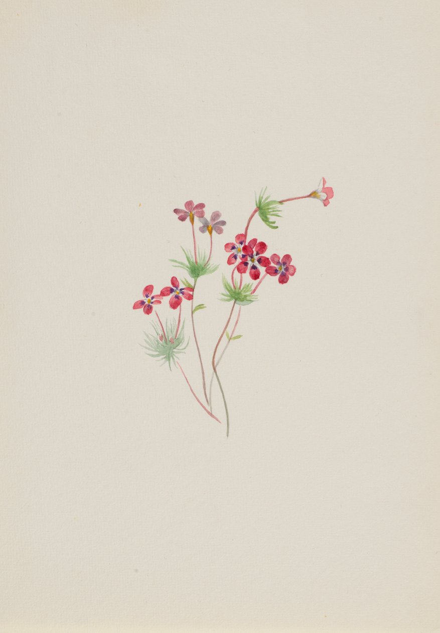  av Mary Vaux Walcott