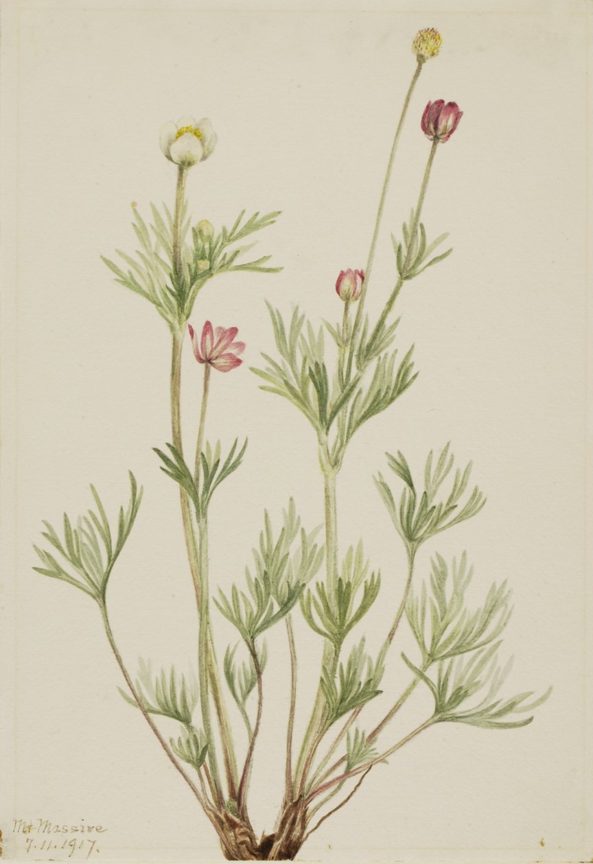  av Mary Vaux Walcott