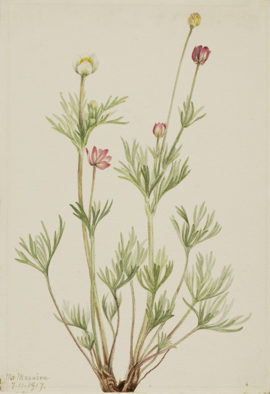 Globe Anemone Anemone globosa, 1917. av Mary Vaux Walcott