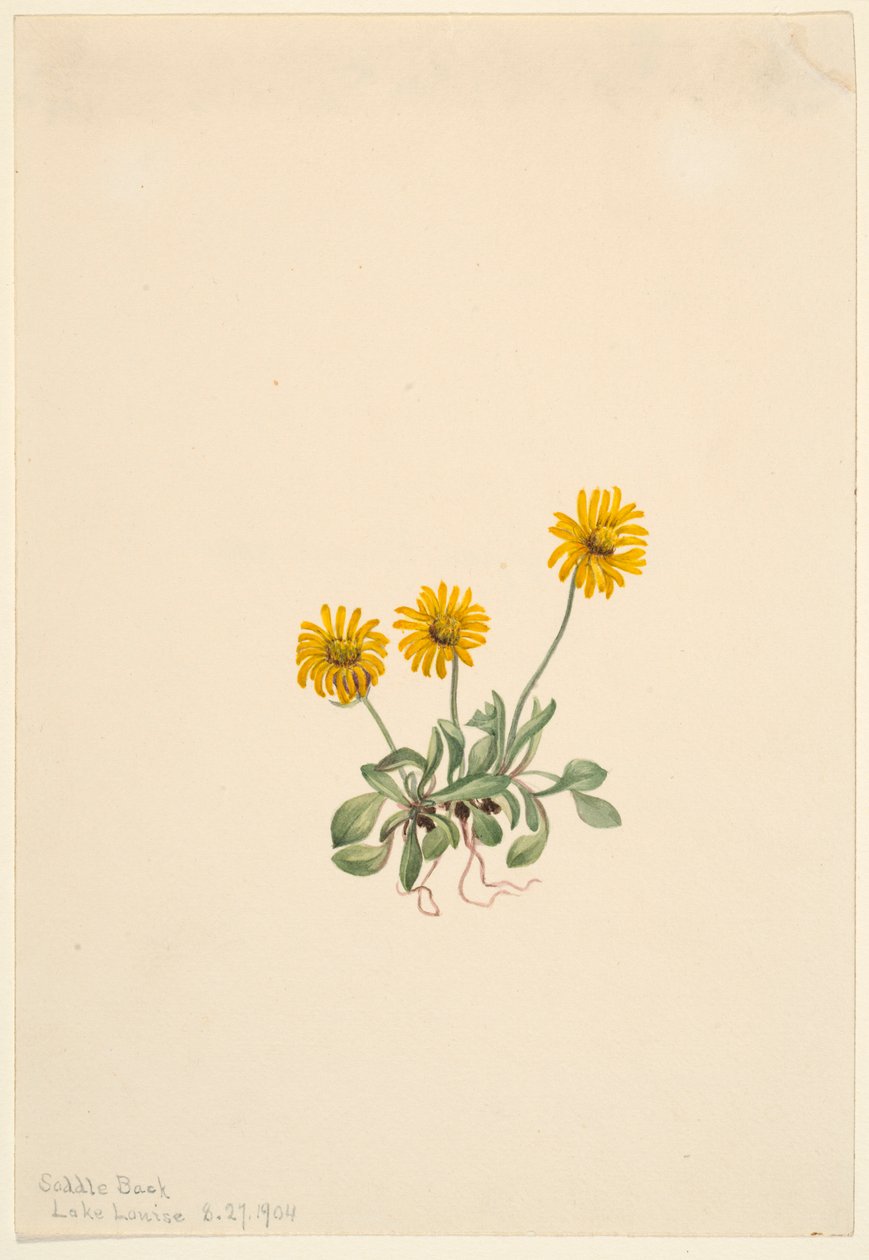  av Mary Vaux Walcott