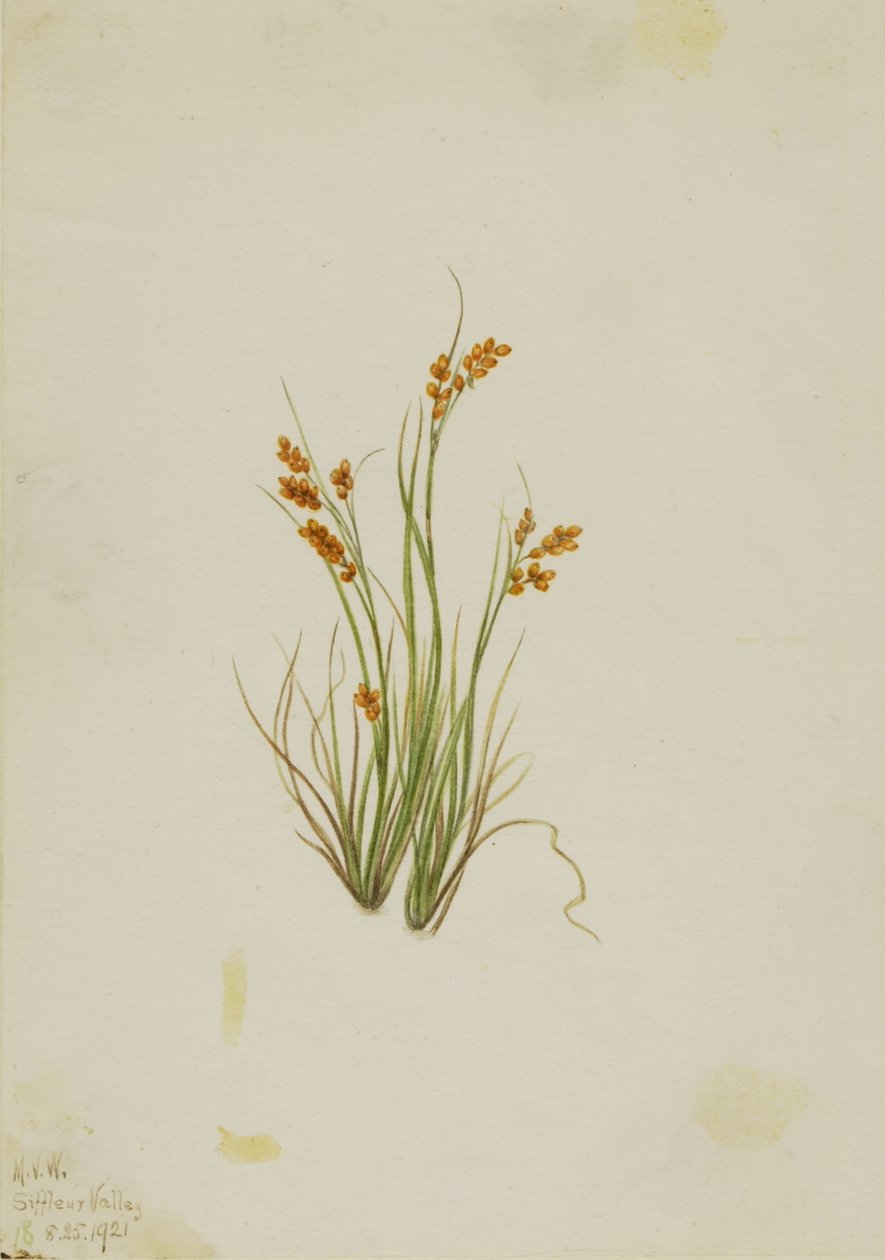  av Mary Vaux Walcott