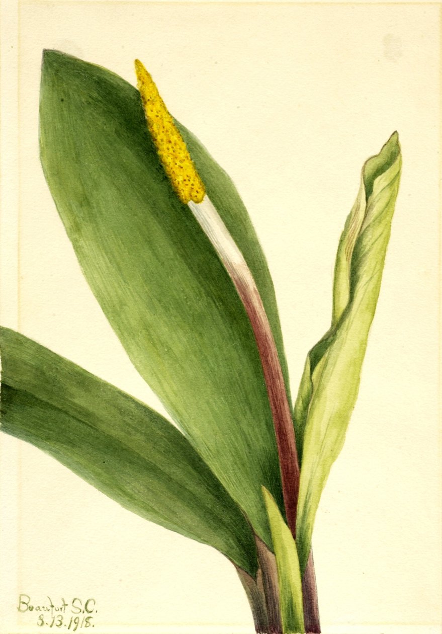  av Mary Vaux Walcott