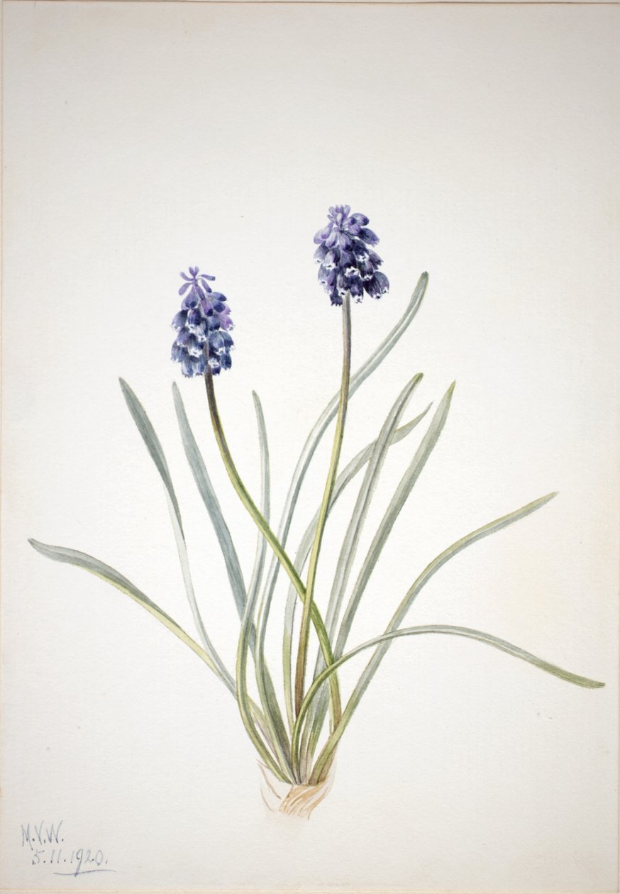  av Mary Vaux Walcott