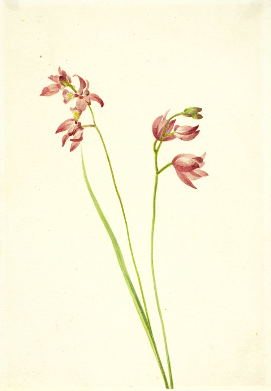 Gress-rosa orkidé Limodorum tuberosum, n.d. av Mary Vaux Walcott