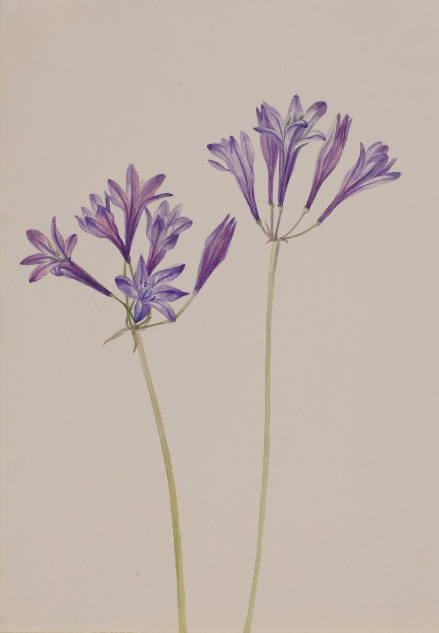 Gressnøtt Brodiaea laxa, 1933. av Mary Vaux Walcott