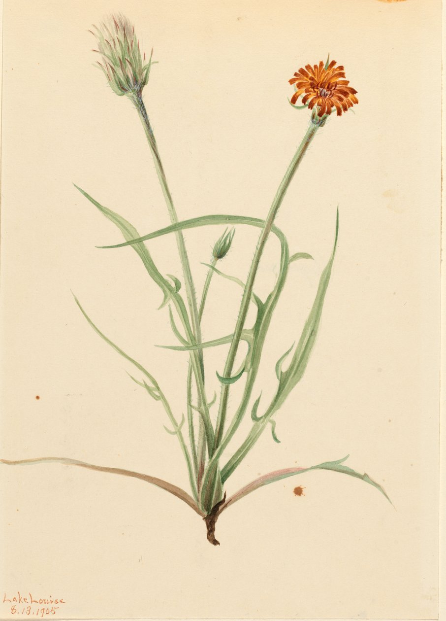  av Mary Vaux Walcott