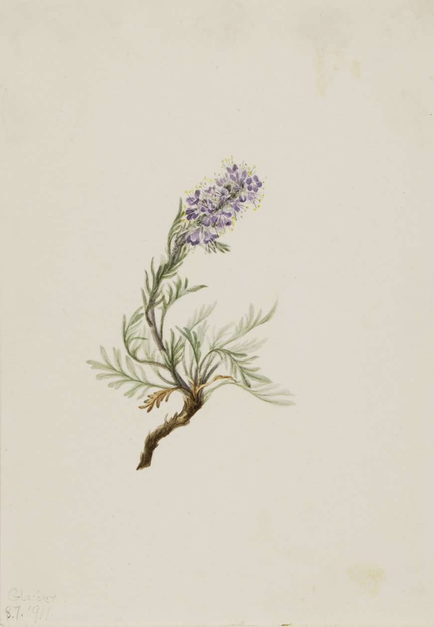  av Mary Vaux Walcott
