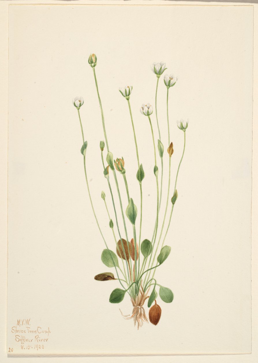  av Mary Vaux Walcott