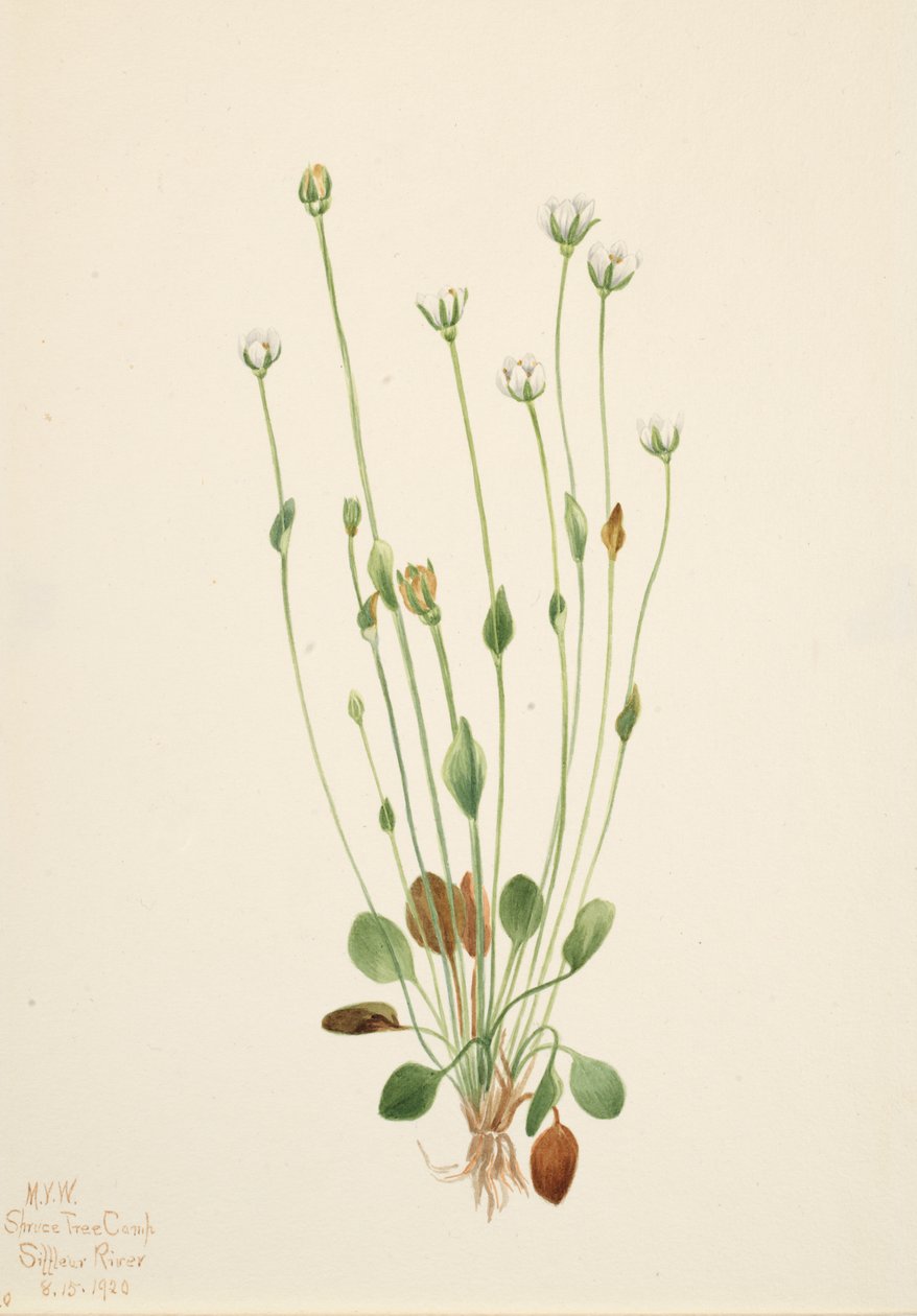 Grå rappørt Senecio canus, 1920. av Mary Vaux Walcott