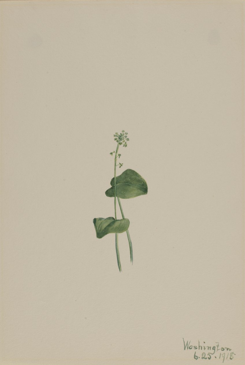  av Mary Vaux Walcott