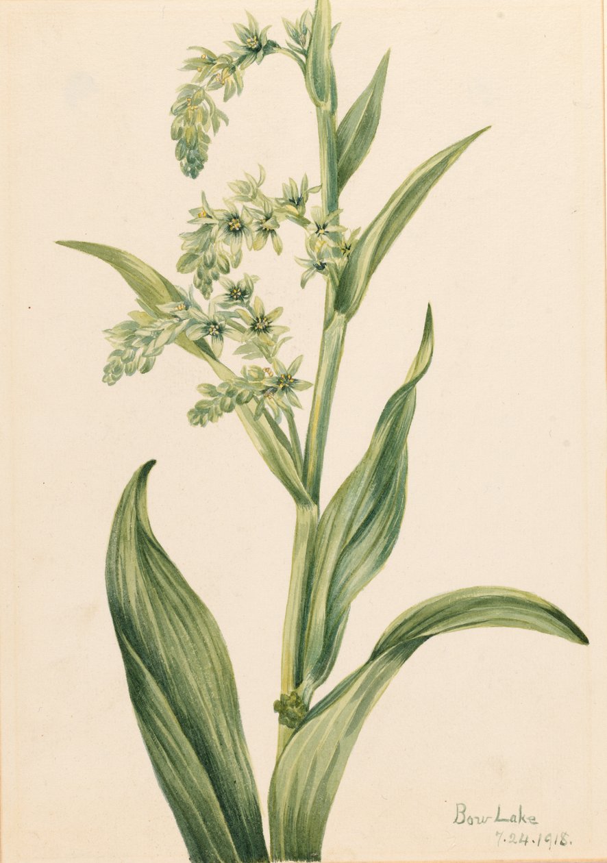  av Mary Vaux Walcott