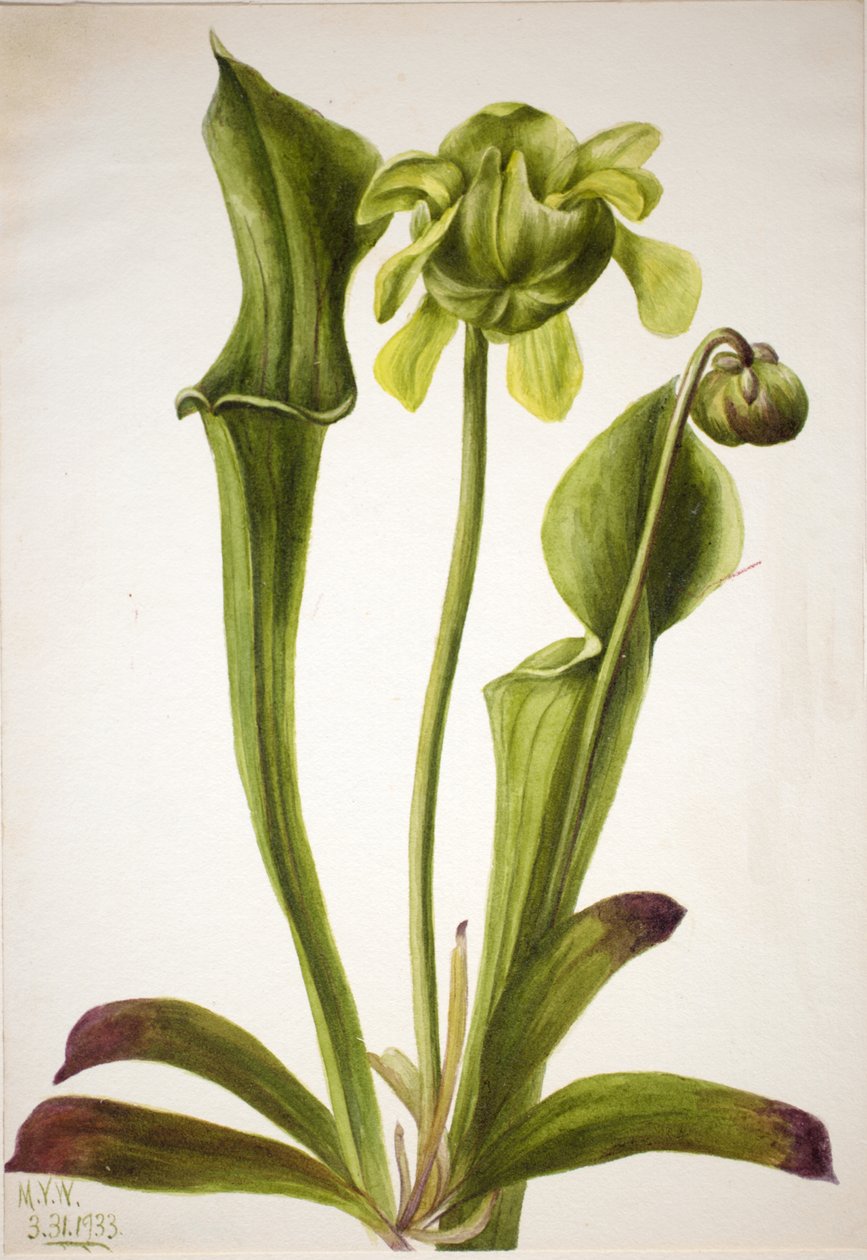 Grønn pitcherplant Sarracenia orephila, 1933. av Mary Vaux Walcott