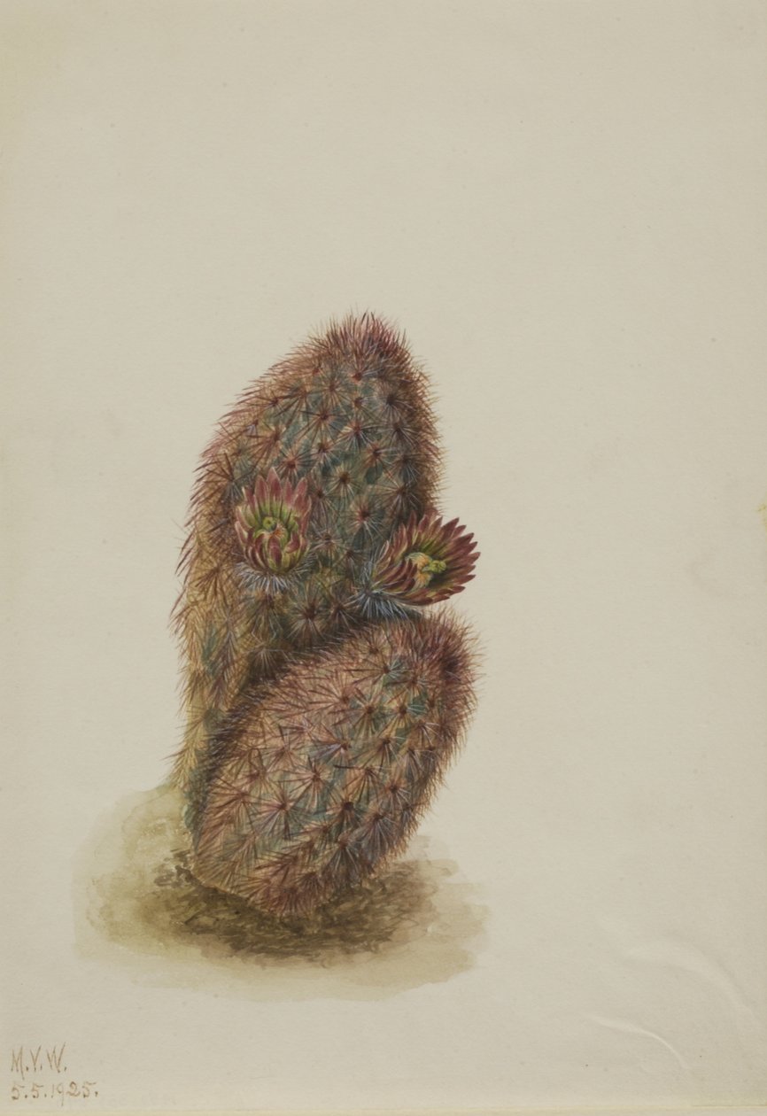  av Mary Vaux Walcott