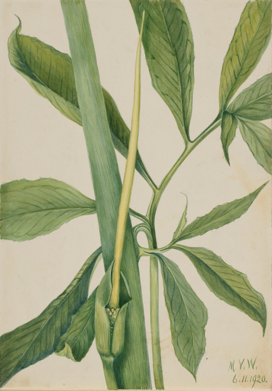  av Mary Vaux Walcott
