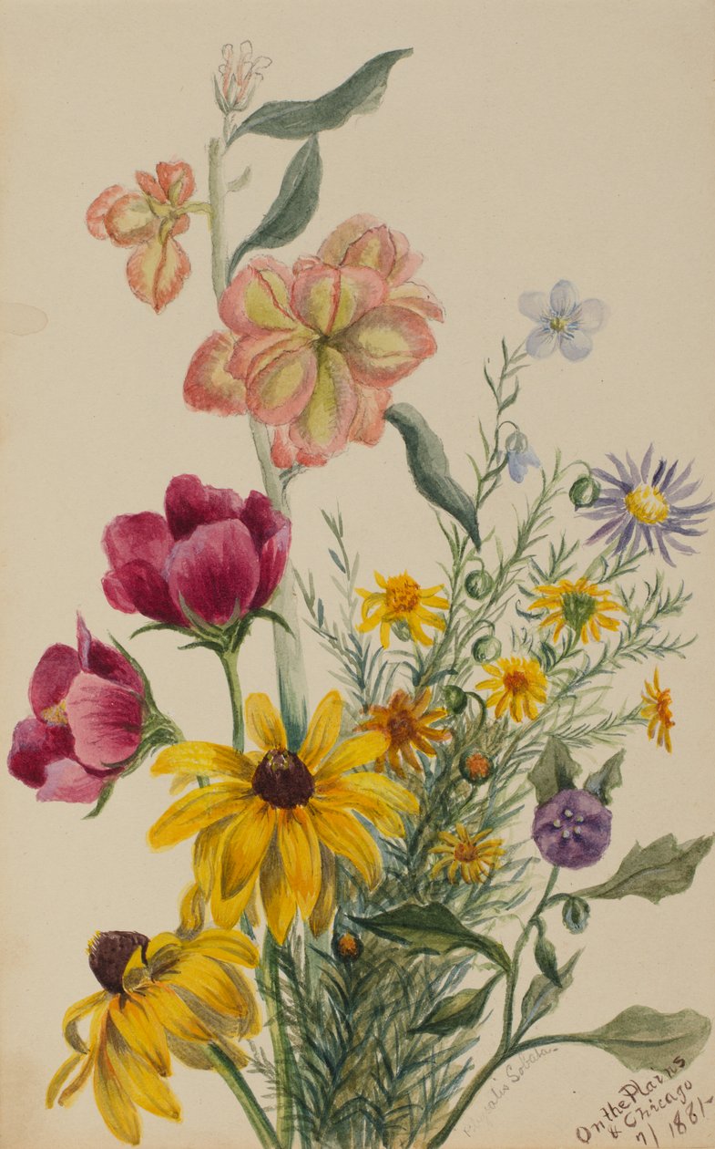 Gruppe av blomster, 1881. av Mary Vaux Walcott