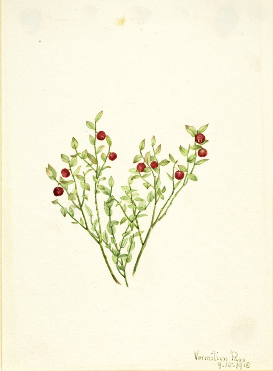  av Mary Vaux Walcott