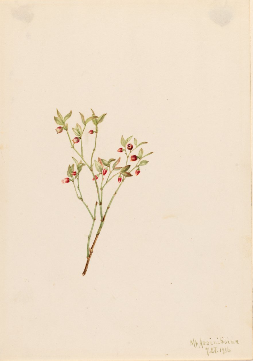  av Mary Vaux Walcott