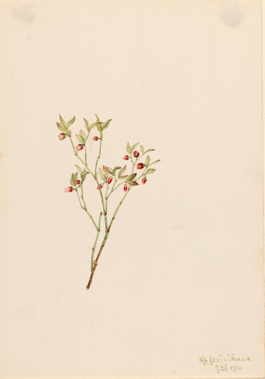 Grouse Whortleberry Vaccinum scoparium, 1916. av Mary Vaux Walcott