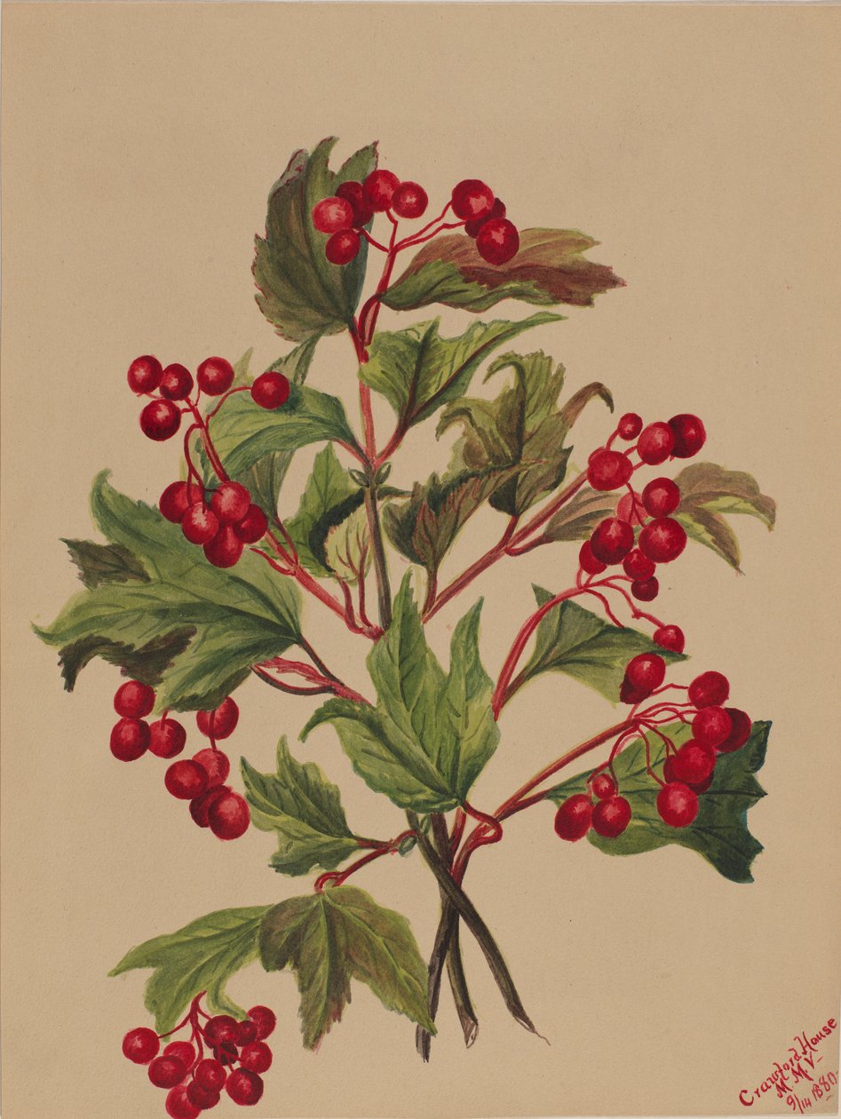  av Mary Vaux Walcott