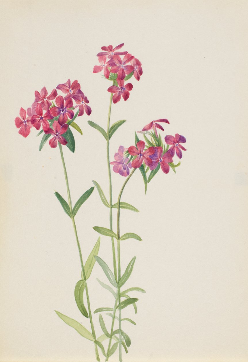 Håret Phlox Phlox amoena, ca. tidlig på 1930-tallet. av Mary Vaux Walcott