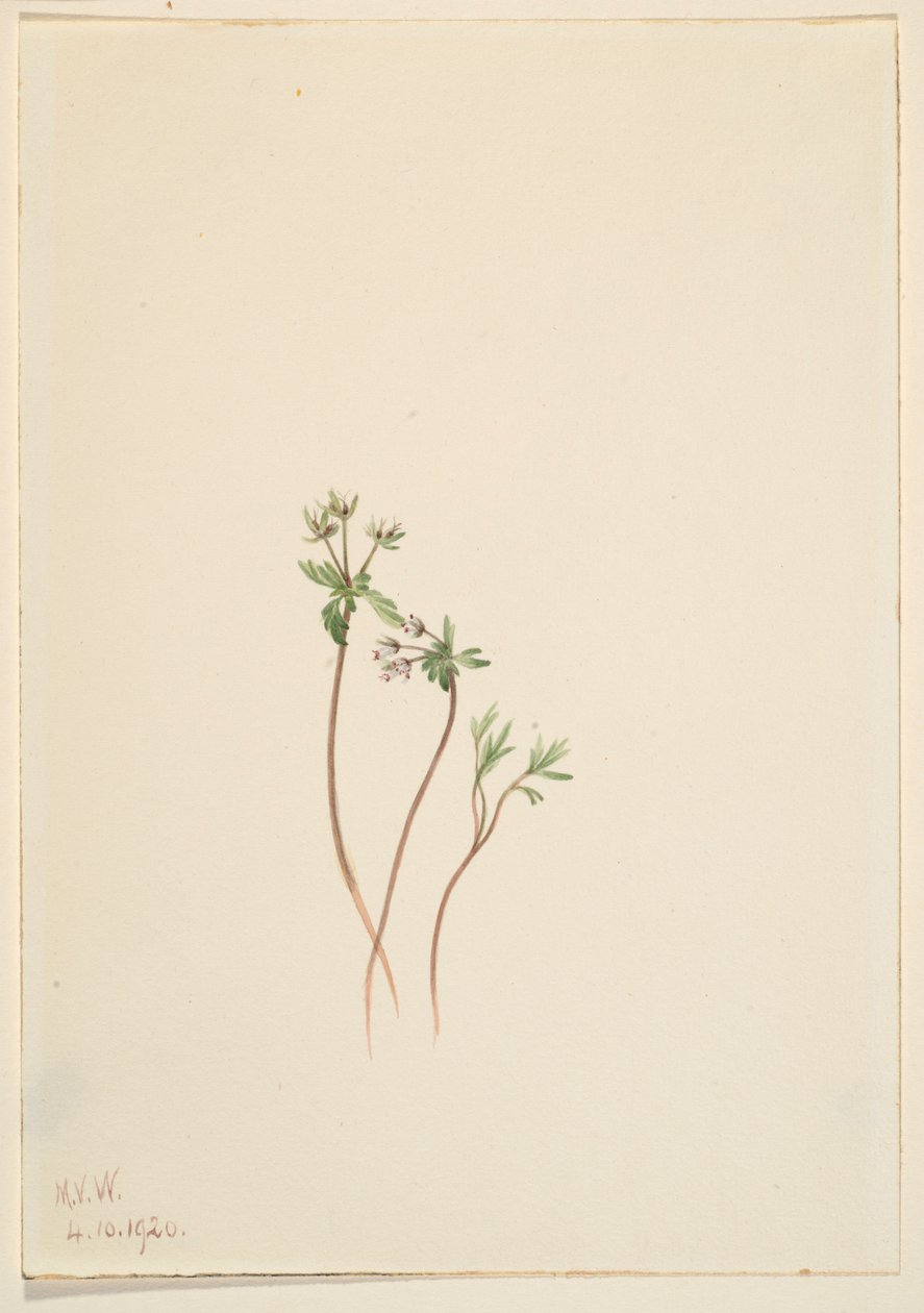  av Mary Vaux Walcott