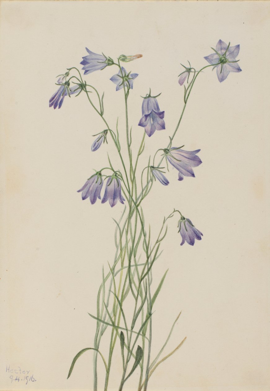  av Mary Vaux Walcott