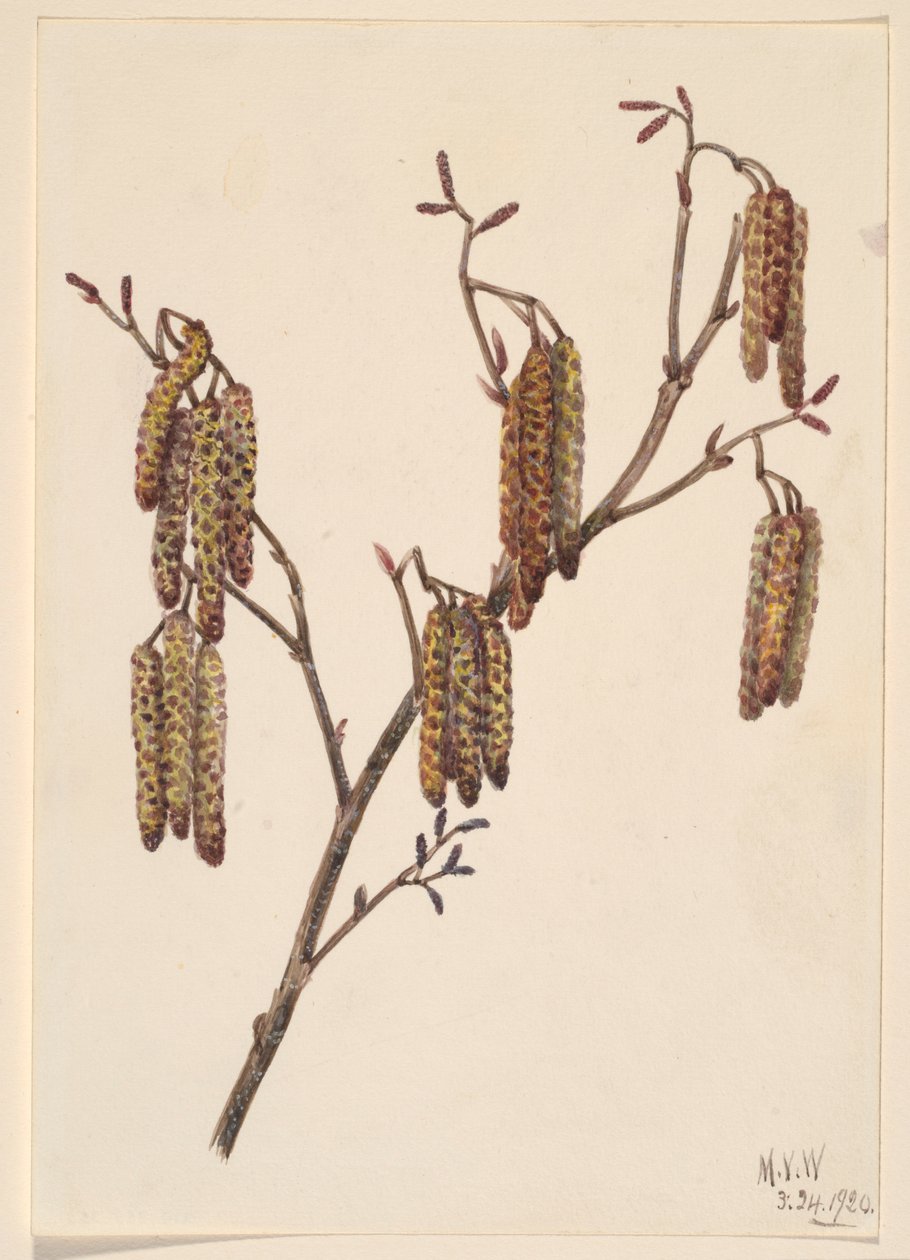  av Mary Vaux Walcott