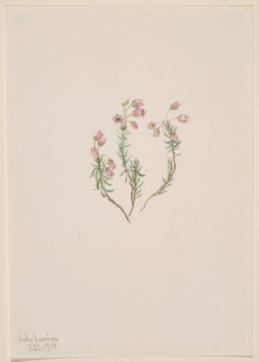  av Mary Vaux Walcott