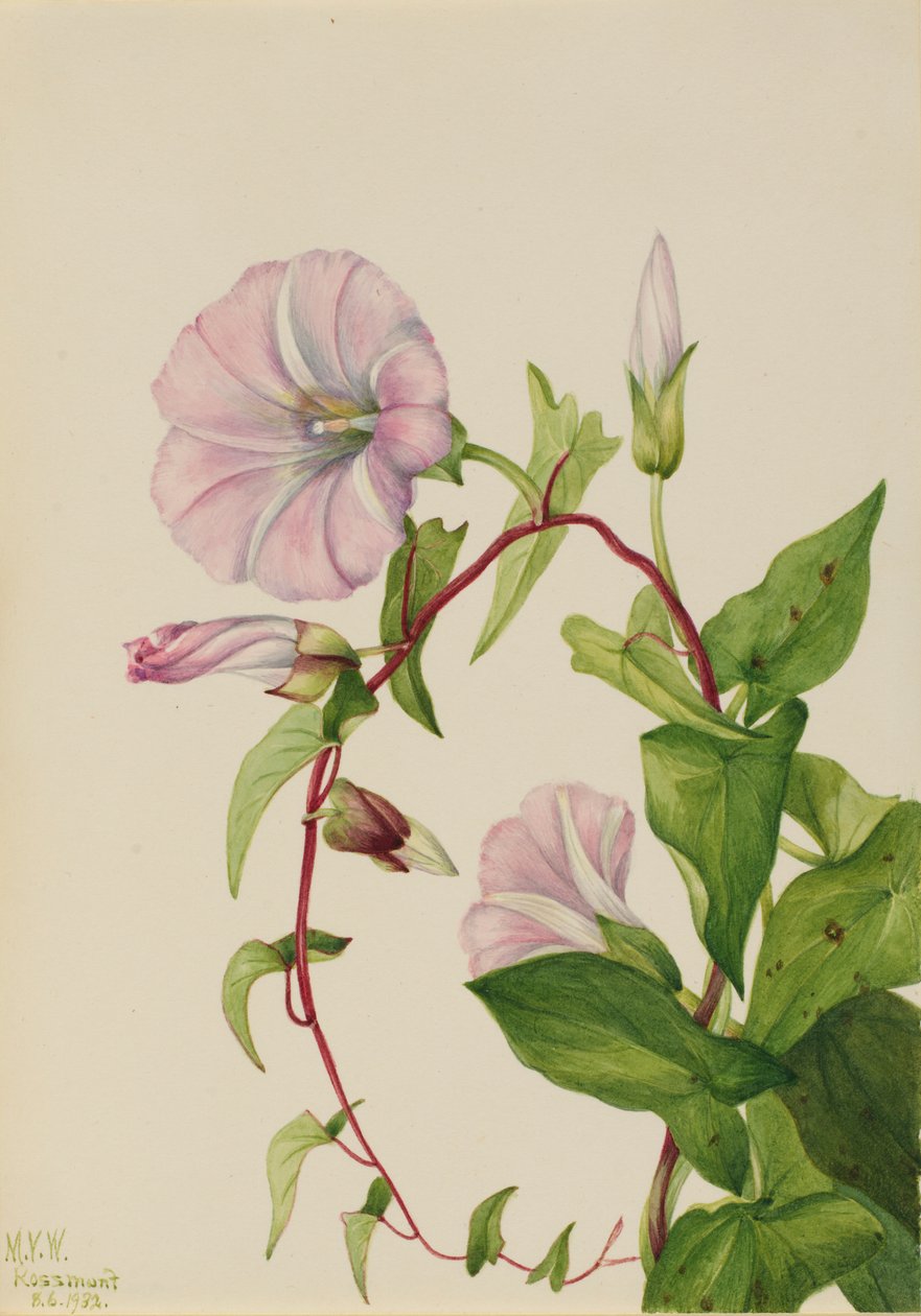  av Mary Vaux Walcott
