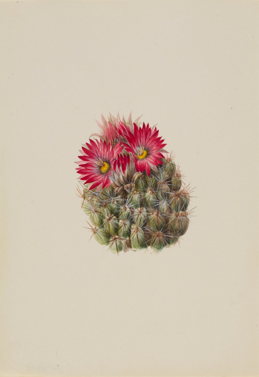 Hedgehog Cactus Coryphantha arizonica, 1933. av Mary Vaux Walcott