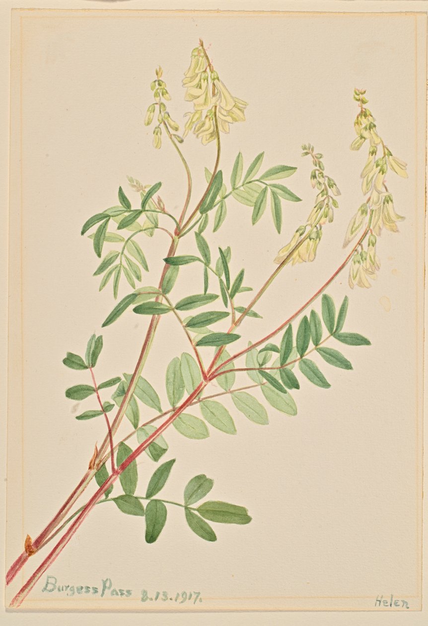  av Mary Vaux Walcott