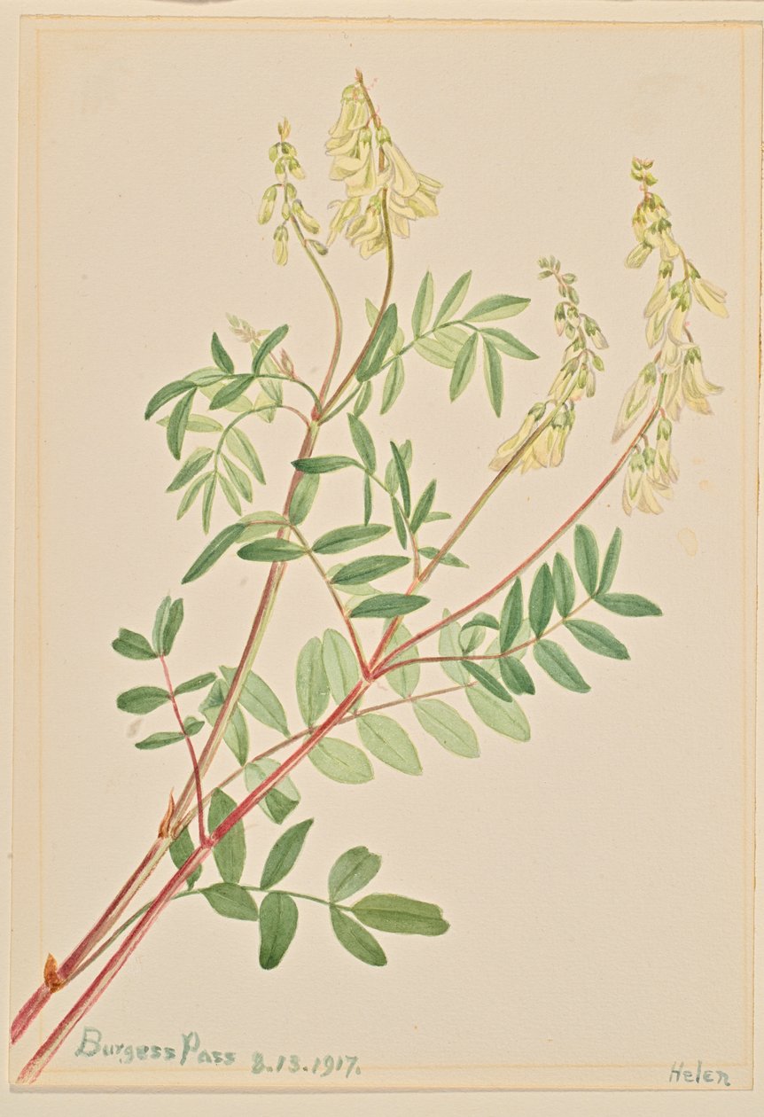 Hedysarum Hedysarum sulphurescens, 1917. av Mary Vaux Walcott