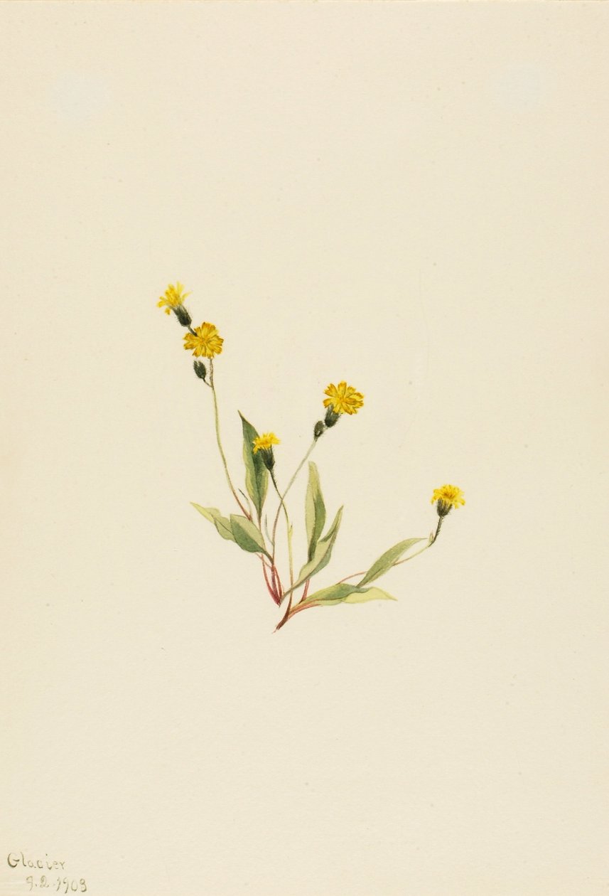  av Mary Vaux Walcott
