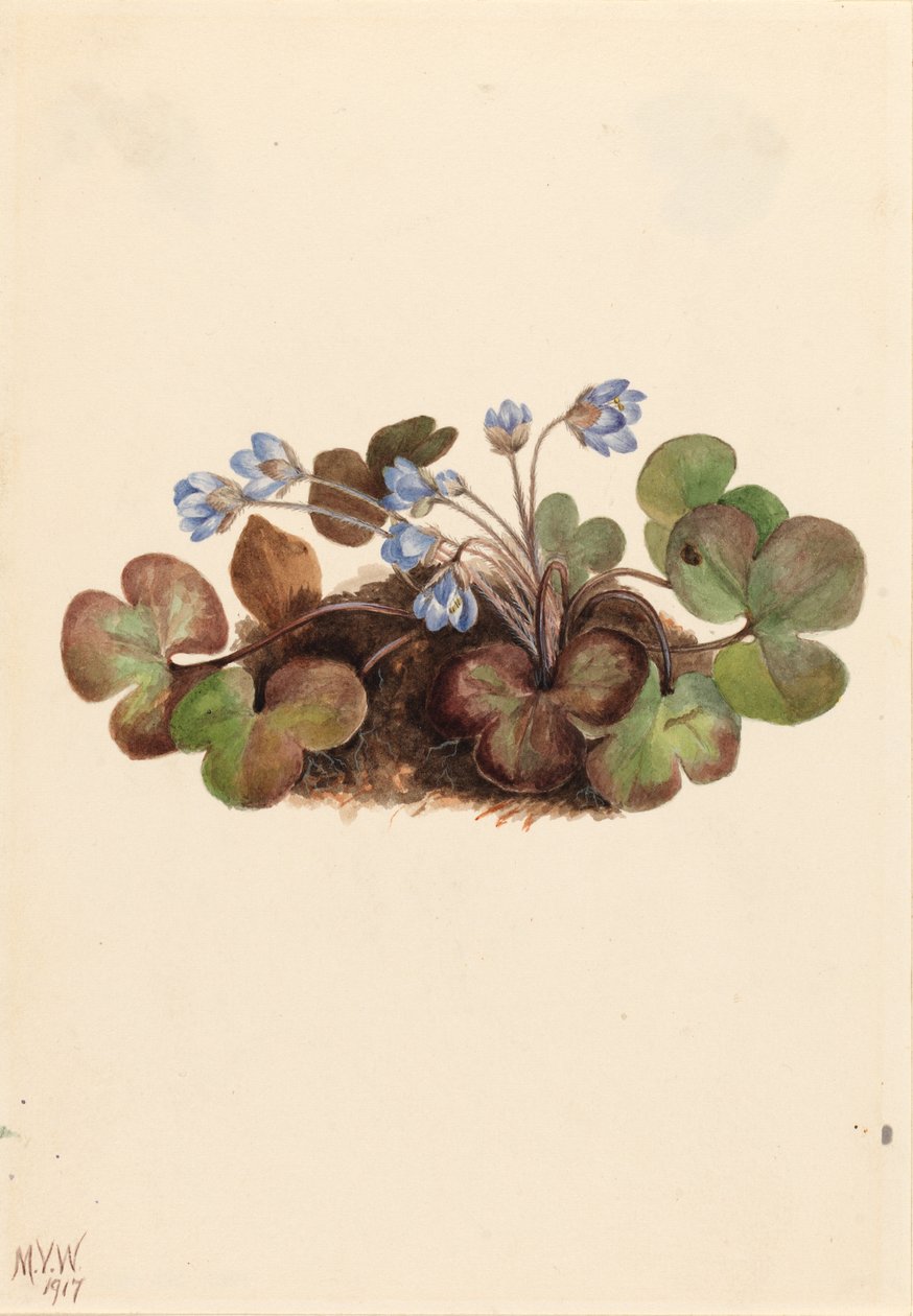  av Mary Vaux Walcott