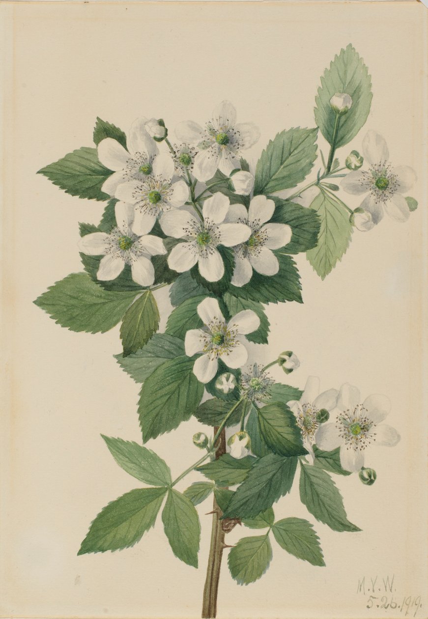  av Mary Vaux Walcott